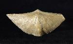 Cyrtospirifer rudkinensis (LJASCHENKO 1959) - Bild © FossNet FossilienStore